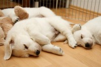 /album/fotogalerie/a1295961129-161013725-9-zlaty-retriever-steatka-jpg/