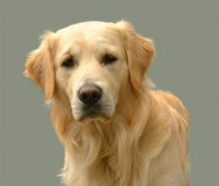 /album/fotogalerie/cf04f220e9-42420009-o2-jpg/