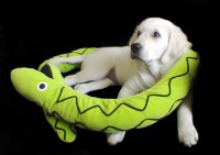 /album/fotogalerie/zlaty-retriever-bronwyn-de-bismillahi-stene-09-jpg/