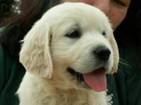 /album/fotogalerie/chovatelska-stanice-golden-retriever-dynasty-anah-3-jpg/