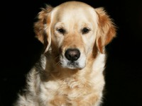/album/fotogalerie/golden-retriever-jpg/