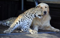 /album/fotogalerie/leopard-golden-retriver1-jpg/