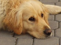 /album/fotogalerie/p5140156-preview-jpg/